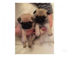 Regalo machos y hembras hermosos cachorros Pug Carlino disponib