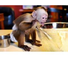 Regalo monos capuchinos para adopción